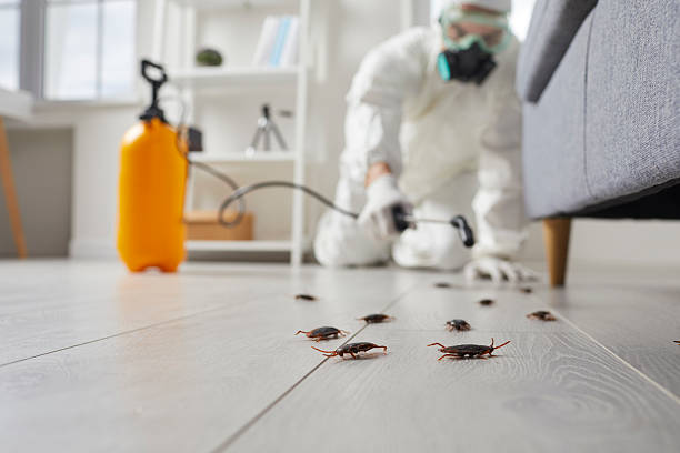 Post-Treatment Bed Bug Interceptor Monitoring in Bristol